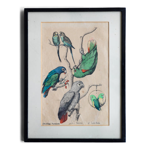 Warbling Parakeets & Love Birds