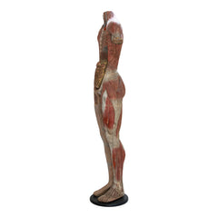 Side view of an extremely rare nineteenth century life-size anatomical figure displaying muscular and primary vascular forms of the human body.