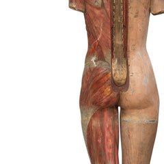 An extremely rare nineteenth century life-size anatomical figure displaying muscular and primary vascular forms of the human body. The anatomic form is female, has its original paint, and is mounted on a black painted wooden plinth. Each muscle is delicately hand-painted and bears various numbers in fine script. The spine is depicted stylised, with illustrative embellishments like that found on a Victorian piece of cabinetry.  This anatomical figure is a stunning example of Victorian human physiology.