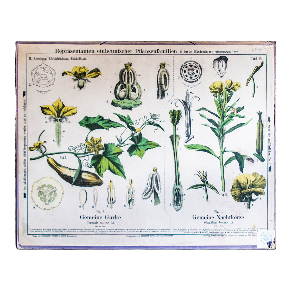 A 1950s vintage biology lab learning aid of fine botanical line drawings of cucumber plants and flowers from our rare Botanical Systems Of Plants wall chart series by the Institute of Von Carl Bollman.