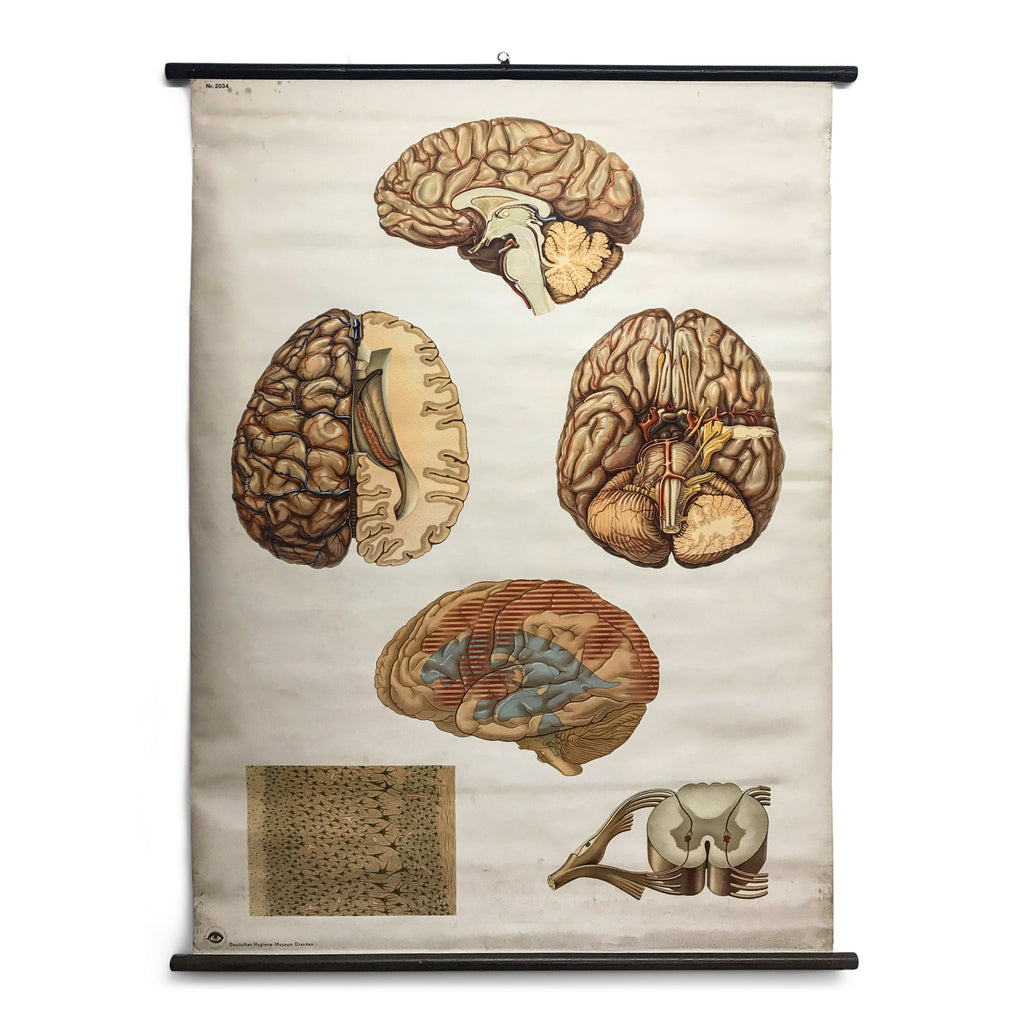A large and rare science lab learning aid with illustrations of the human brain and its vascular system, depicted whole and in cross-section. Manufactured in the 1950s by the German Hygiene Museum, this highly illustrative anatomical chart makes for a strong and graphic wall hanging.
