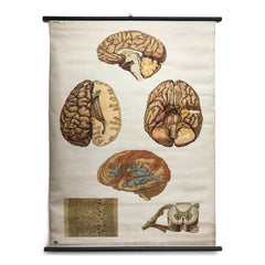 A large and rare science lab learning aid with illustrations of the human brain and its vascular system, depicted whole and in cross-section. Manufactured in the 1950s by the German Hygiene Museum, this highly illustrative anatomical chart makes for a strong and graphic wall hanging.