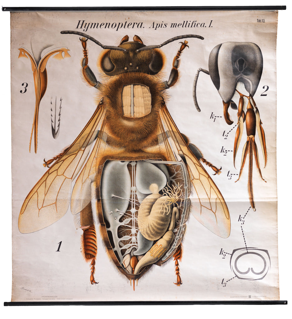 A very striking 1930s school wall chart of the honey bee by artist, school teacher and biologist Dr Paul Pfurtscheller; an Austrian zoologist, who produced a series of 39 highly accomplished zoological prints for use in higher education.