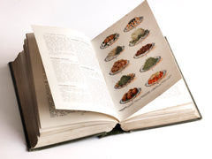 A fine example of Mrs Beaton's Every Day Cookery. This edition published in 1909 by "Ward, Lock & Co Ltd of Warwick House, Salisbury Square, London EC" has many wonderful coloured plates and photographic illustrations that bring back to life the food and grand dining of the Victorian era.