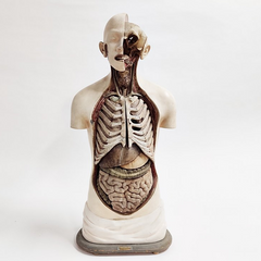 1920s Anatomy Class Torso