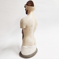 1920s Anatomy Class Torso