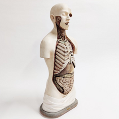1920s Anatomy Class Torso