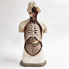 1920s Anatomy Class Torso