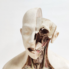 1920s Anatomy Class Torso