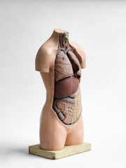 A strikingly beautiful 1930s educational life-sized plaster model torso mounted on a wooden base complete with removable organs, such as lungs, liver and intestines.  Each organ is delicately hand-painted and bears various numbers in fine script. There's even a little sprung hatch sited in the colon, and when opened it reveals the appendix.