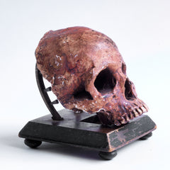 Antique skull in vitrine