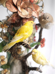 Victorian Canary Dome