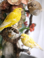 Victorian Canary Dome