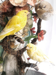 Victorian Canary Dome