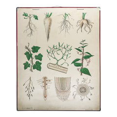 A rare 1950s board-mounted botanical learning aid depicting the leaf, root and vascular structures of plants by Norstedt & Soner of Stockholm, Sweden. The fine illustrations range from the soil-based root structures of tap-roots; to the tendrils of tree dwelling climbers, such as ivy; along with the parasitic roots of mistletoe; and are finished in arrestingly muted colours.