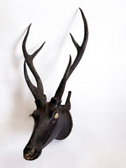 A striking deer head style trophy fashioned from papier-mâché and with reel deer antlers, that was most likely made in the 19th century in colonial India, during the days of The British Raj.