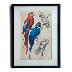 A pair of framed original vintage hand-painted prints of blue macaws, warbling parakeets, cockatoos and love birds. They are most likely the illustrative plates lifted from a Victorian book about tropical birds, and now displayed in 1920s black frames.