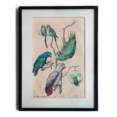 A pair of framed original vintage hand-painted prints of blue and yellow macaws, warbling parakeets, cockatoos and love birds. They are most likely the illustrative plates lifted from a Victorian book about tropical birds, and now displayed in 1920s black frames.