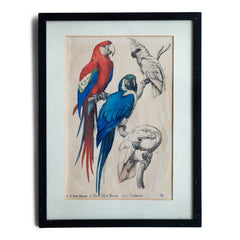 A pair of framed original vintage hand-painted prints of blue and yellow macaws, warbling parakeets, cockatoos and love birds. They are most likely the illustrative plates lifted from a Victorian book about tropical birds, and now displayed in 1920s black frames.