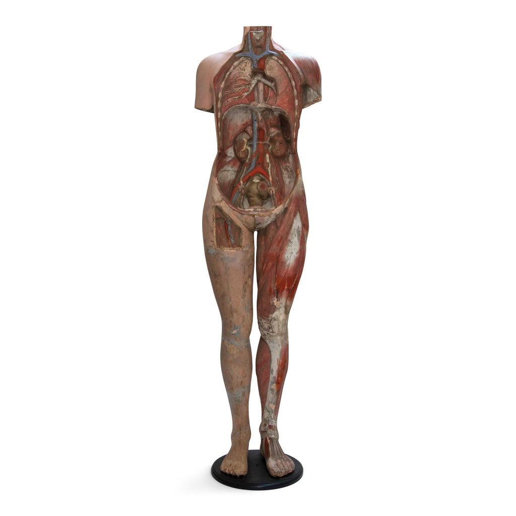 An extremely rare nineteenth century life-size anatomical figure displaying muscular and primary vascular forms of the human body. The anatomic form is female, has its original paint, and is mounted on a black painted wooden plinth. Each muscle is delicately hand-painted and bears various numbers in fine script. The spine is depicted stylised, with illustrative embellishments like that found on a Victorian piece of cabinetry. This anatomical figure is a stunning example of Victorian human physiology.