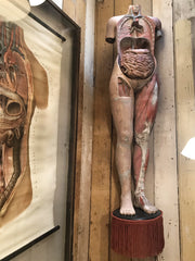 Rare Victorian Life-size Medical School Figure