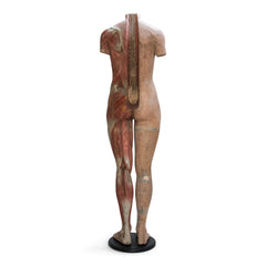 An extremely rare nineteenth century life-size anatomical figure displaying muscular and primary vascular forms of the human body. The anatomic form is female, has its original paint, and is mounted on a black painted wooden plinth. Each muscle is delicately hand-painted and bears various numbers in fine script. The spine is depicted stylised, with illustrative embellishments like that found on a Victorian piece of cabinetry.  This anatomical figure is a stunning example of Victorian human physiology.