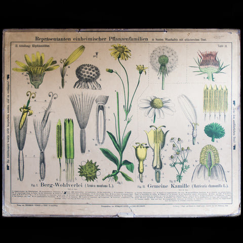 Botanical Wall Chart