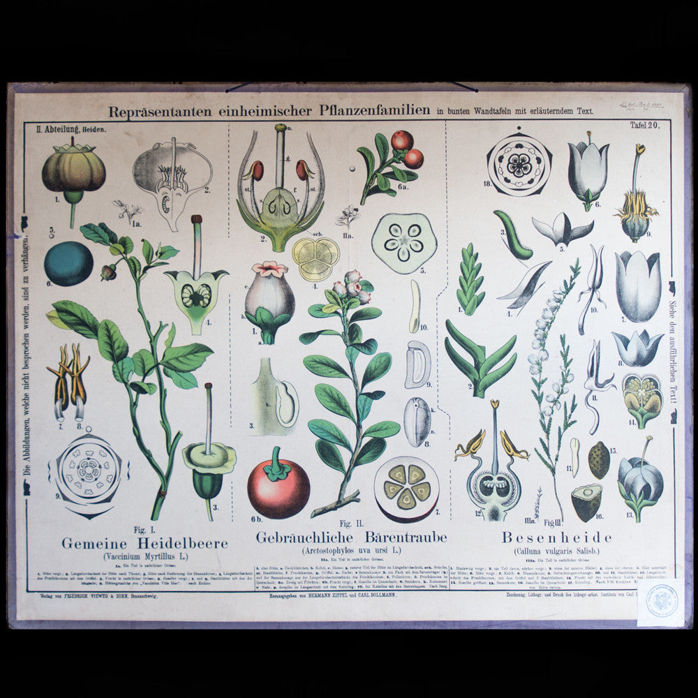 Botanical Wall Chart