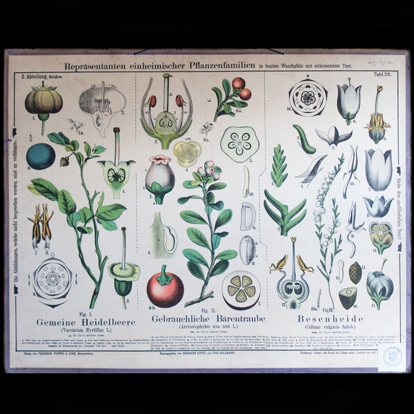 Botanic Chart Biology school wall chart of botanical illustrations – A G Hendy & Co ...
