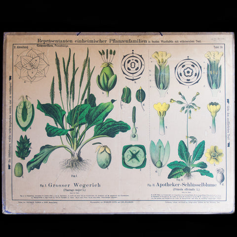 Botanical Wall Chart