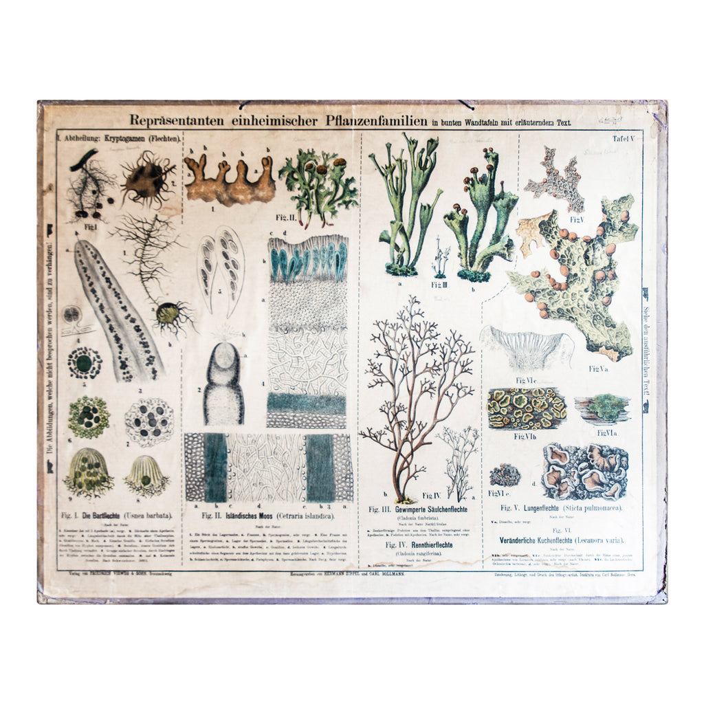 A vintage 1950s biology lab learning aid of fine botanical line drawings of moss and lichen from our rare Botanical Systems Of Plants wall chart series by the Institute of Von Carl Bollman.