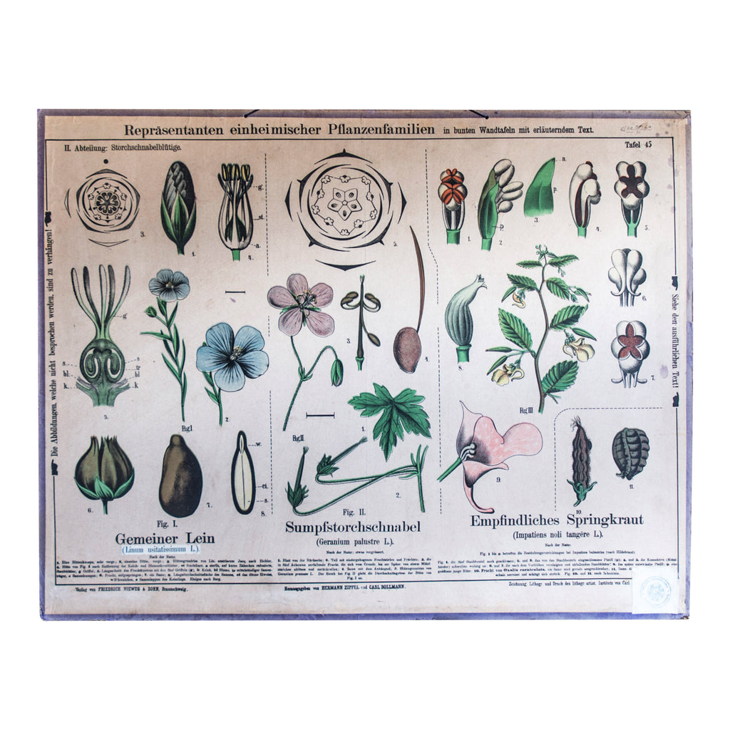 A vintage 1950s biology lab learning aid of fine botanical line drawings of marsh cranesbill and balsam flowers from our rare Botanical Systems Of Plants wall chart series by the Institute of Von Carl Bollman.