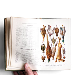 A fine example of Mrs Beaton's Every Day Cookery. This edition published in 1909 by "Ward, Lock & Co Ltd of Warwick House, Salisbury Square, London EC" has many wonderful coloured plates and photographic illustrations that bring back to life the food and grand dining of the Victorian era.