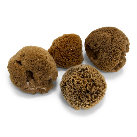 Eco-Harvested Sea Sponge