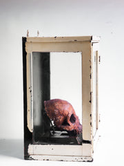 Antique skull in vitrine
