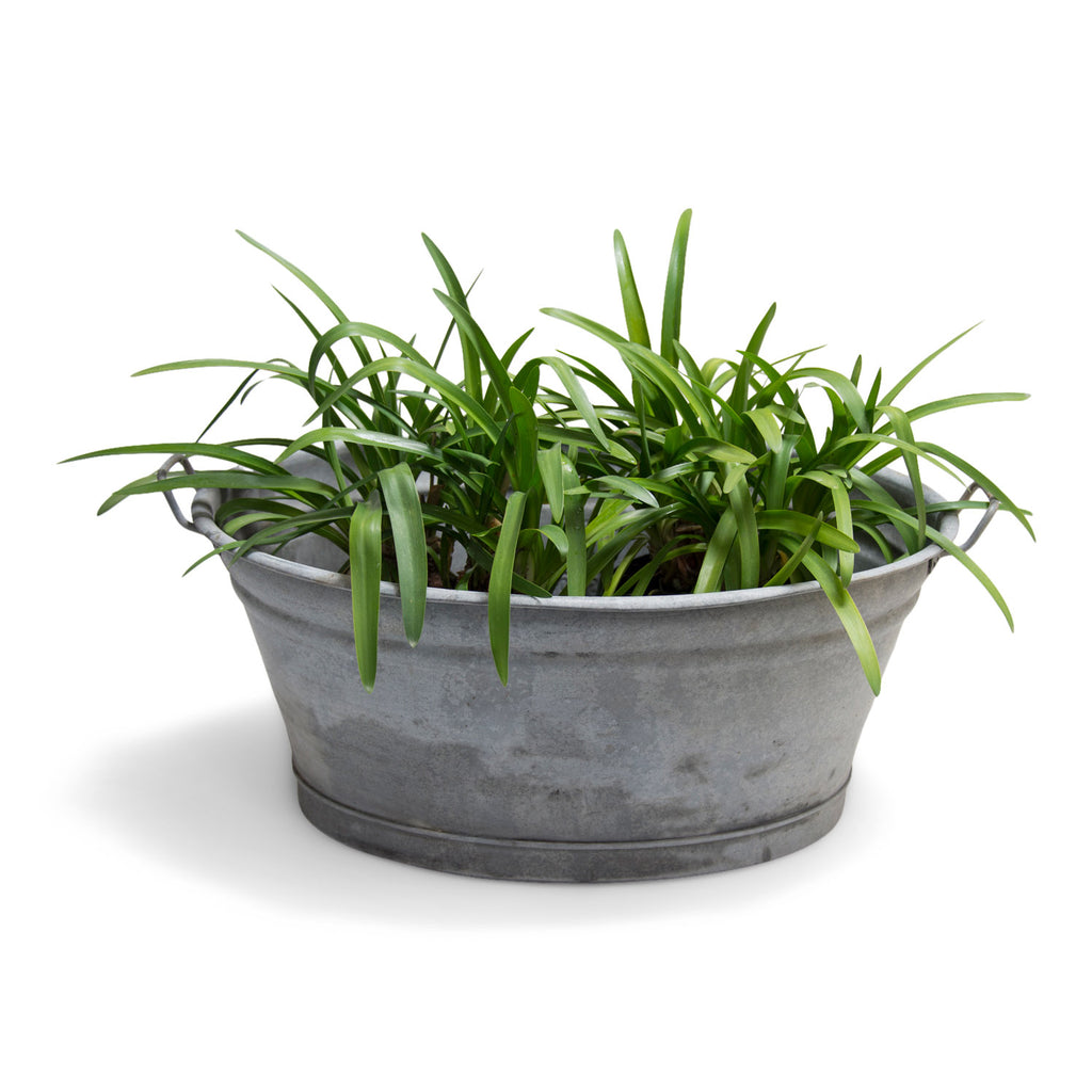 An extra-large galvanised oval tub with twin handles and rolled rim - an ideal garden planter.